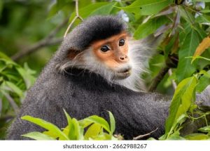 Primate