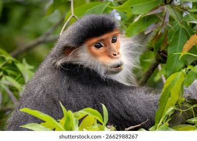 Primate