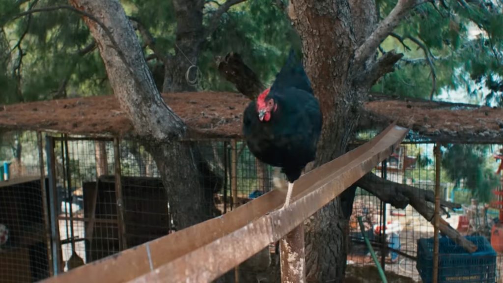 Hen